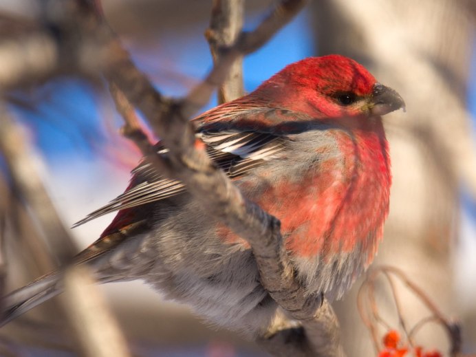 Жар птица севера фото