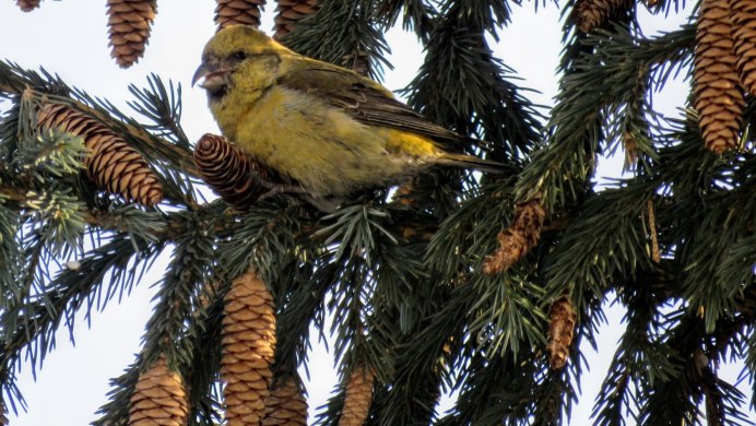 Клест зимой в лесу