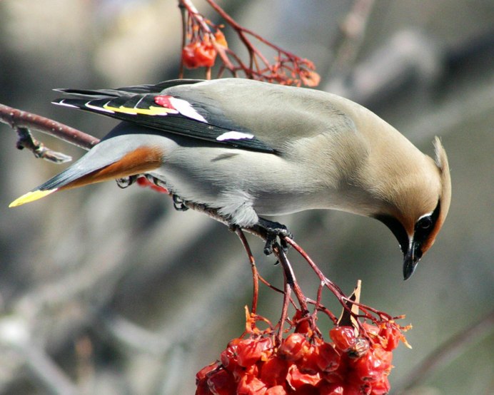 Снегирь Кардинал
