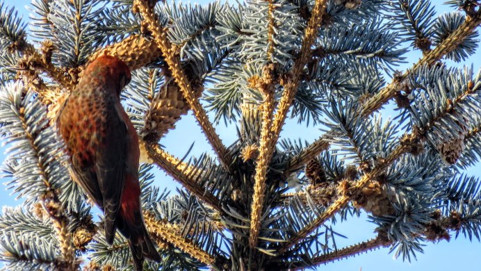 Клест рябинник