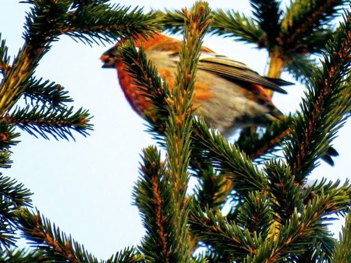Птица Щур обыкновенный Щур