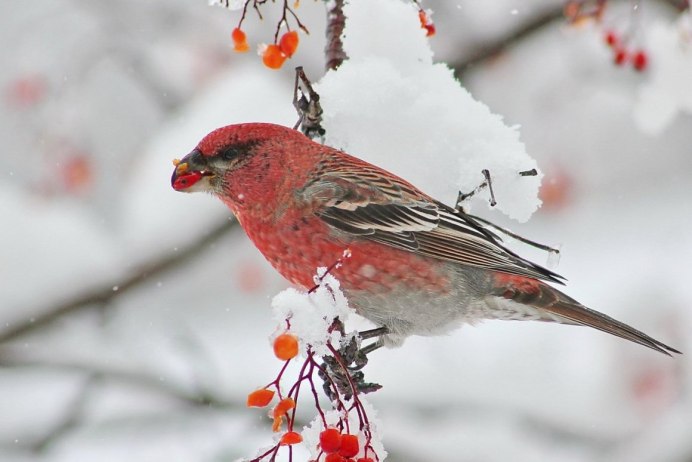 Клёст оьбыкновенный зимой