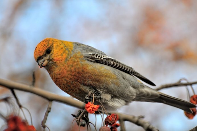 Дубонос на вишне