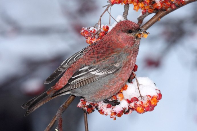 Птица Щур обыкновенный Щур