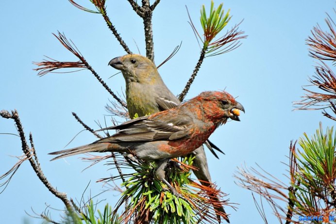 Клест-еловик (Loxia curvirostra)
