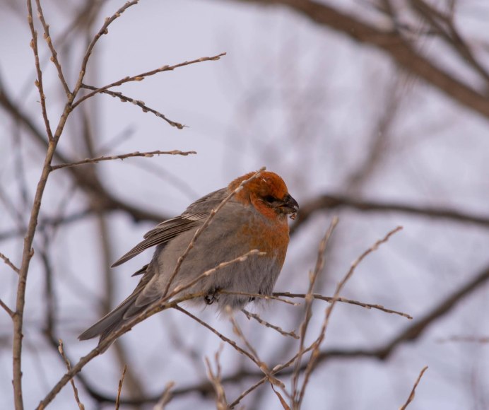 Птицы питающиеся красной рябиной