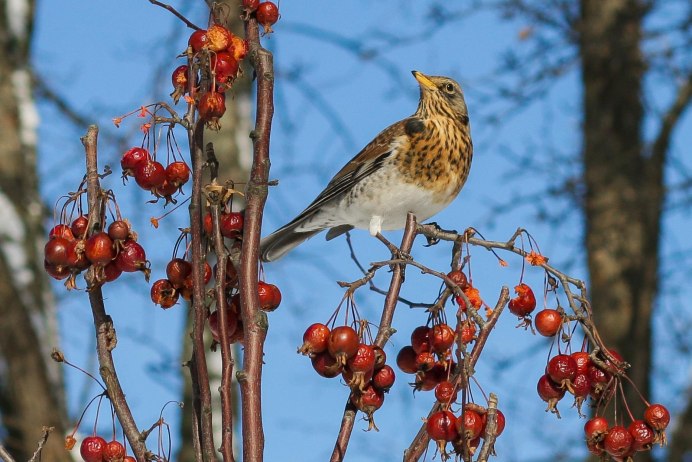 Погрызы клеста