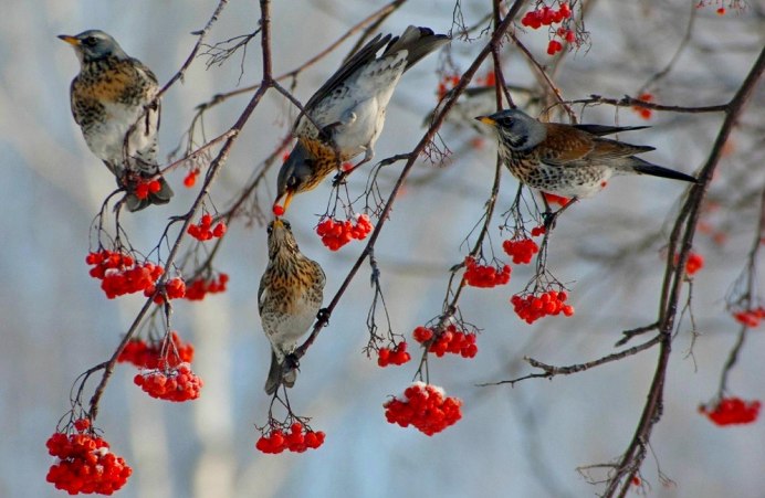 Красный шишкарь дерево