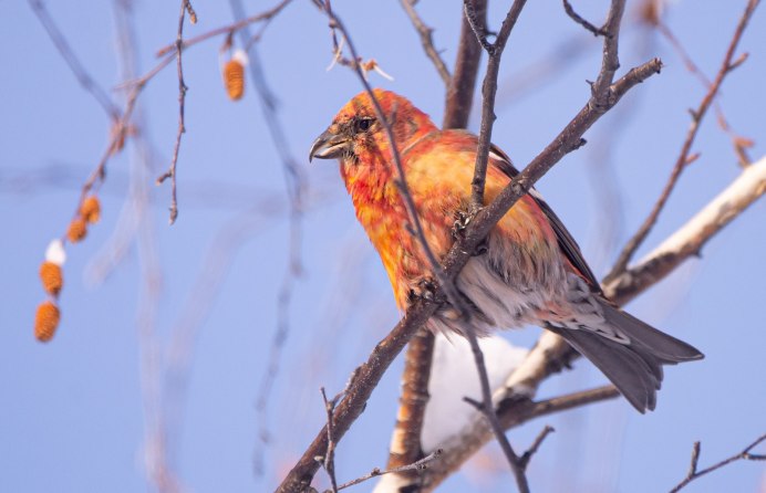 Клесты зимуют в Санкт Петербурге и Ленинградской