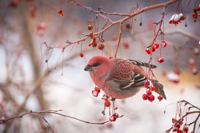 Щур птица зимой
