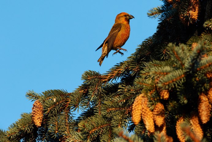 Красный Кардинал красный Кардинал птица