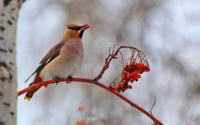 Щур птица Сибирская