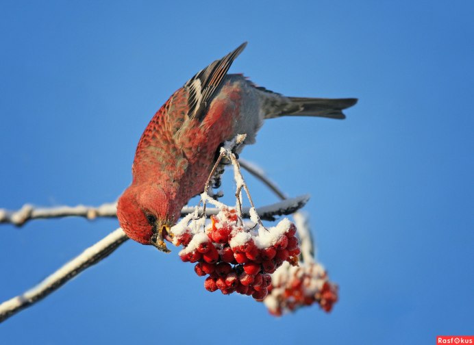 Клеста дупло