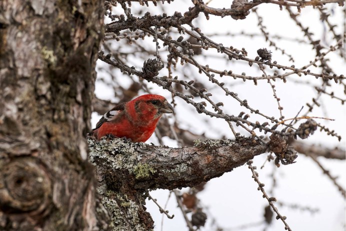Птицы едят рябину