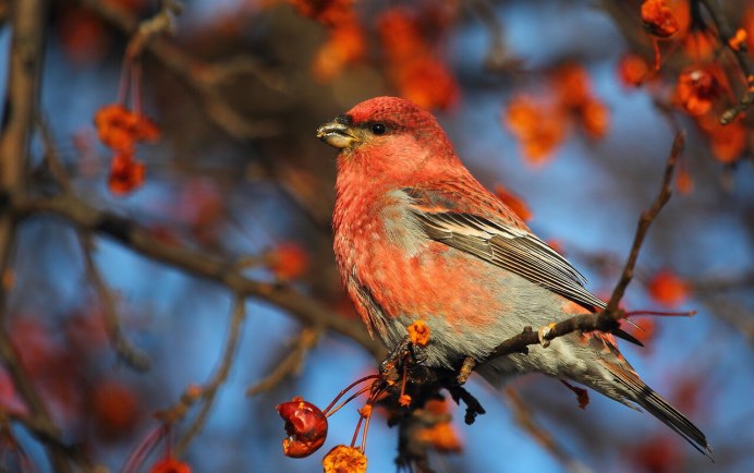 Обыкновенный Щур самка