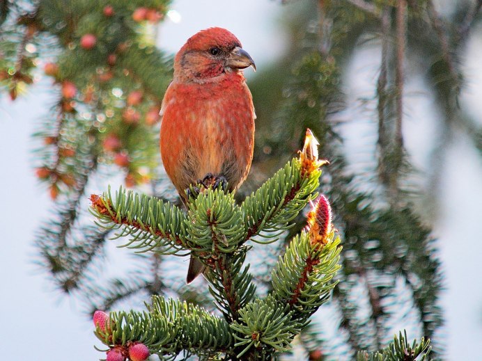 Pine Grosbeak птица