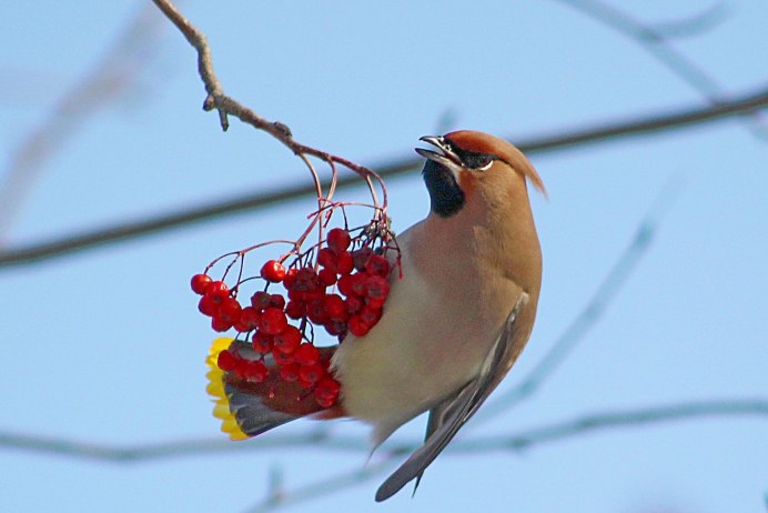 Красный Кардинал птенец