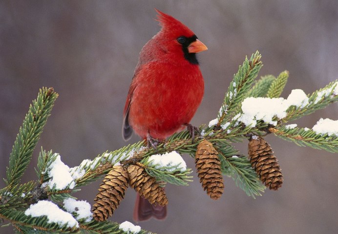Зимующая птица снегери
