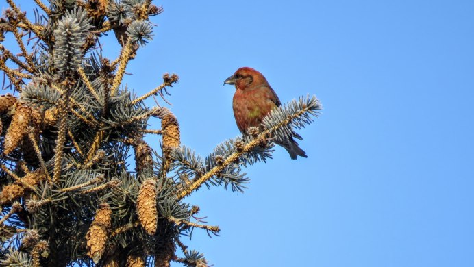 Зимующие птицы Смоленщины
