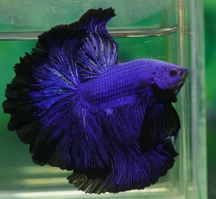 Голубой хирург (Paracanthurus hepatus)