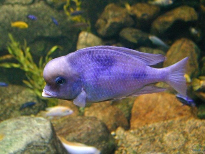Purple Fish