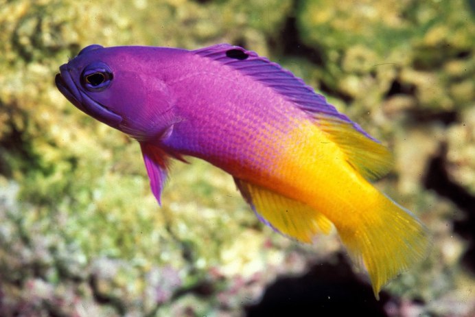 Pseudochromis porphyreus