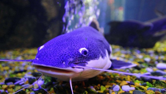 Pseudochromis fridmani