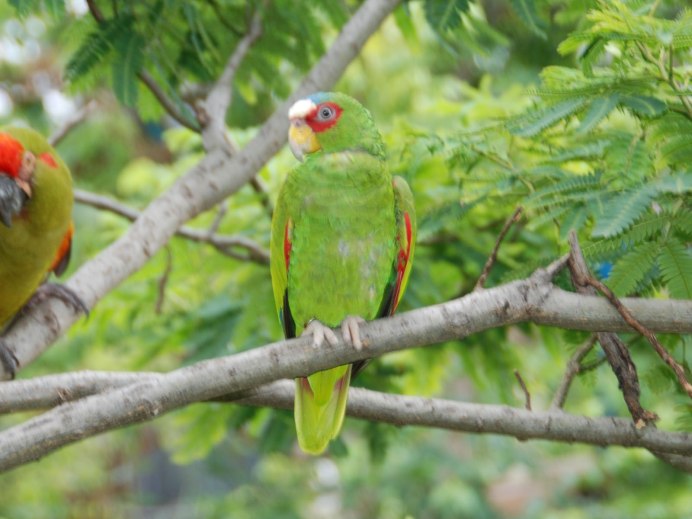 White-Fronted Amazon