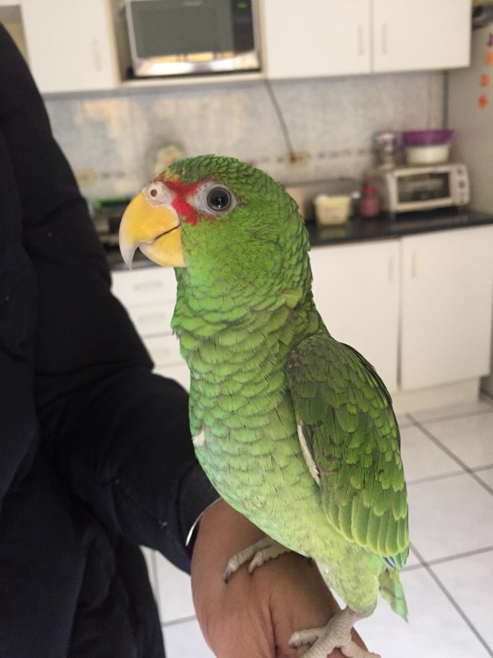Turquoise-Fronted Amazon