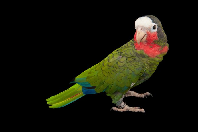 Puerto Rican Amazon