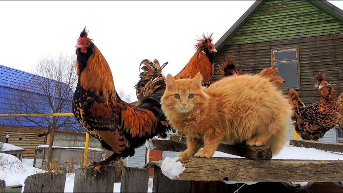 Кот и цыпленок