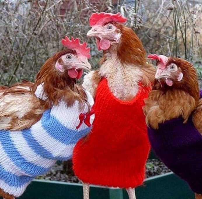 Деревенские животные