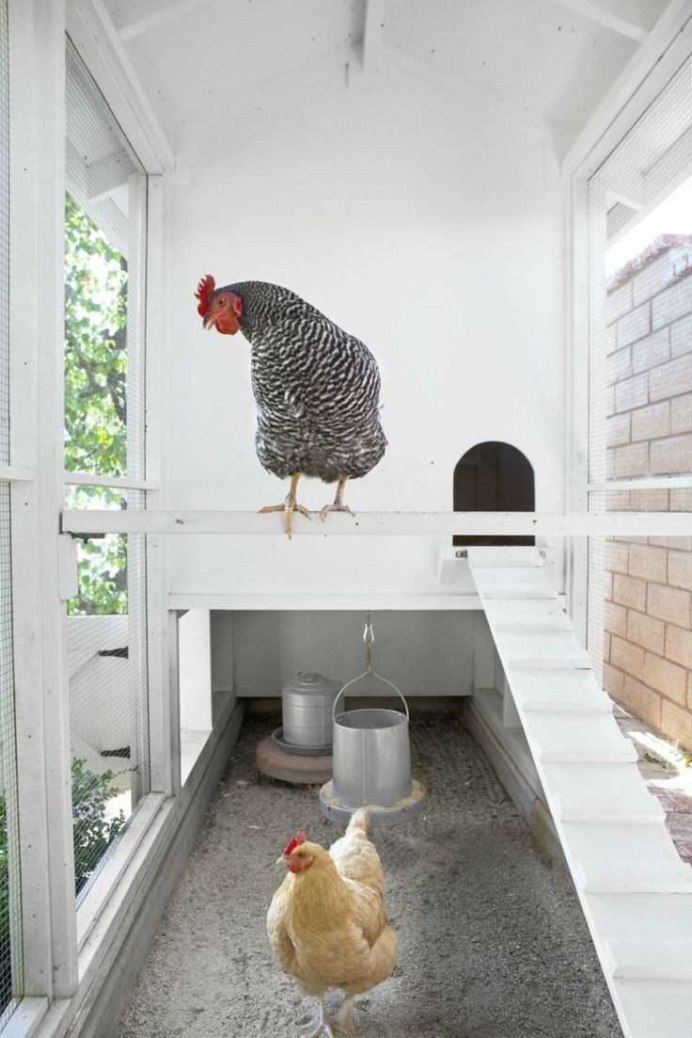 Коты и куры
