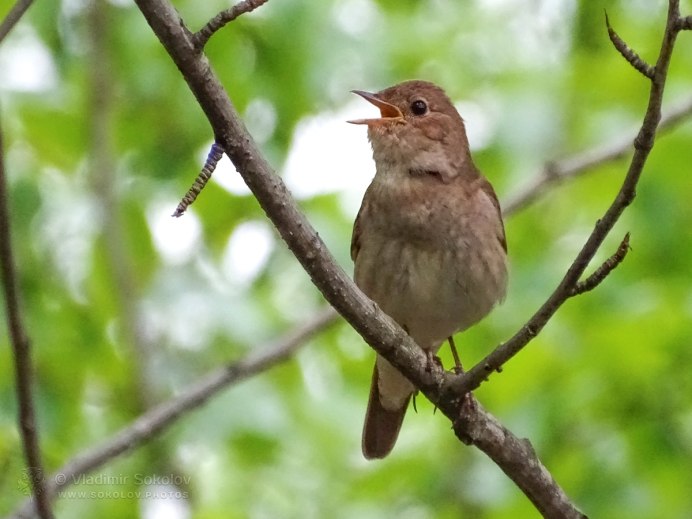 Соловей-красношейка Luscinia Calliope