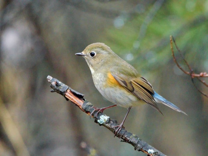 The Thrush Nightingale (Luscinia Luscinia)