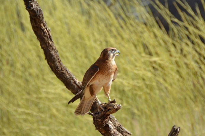 Ястреб - тетеревятник (Accipiter gentilis)