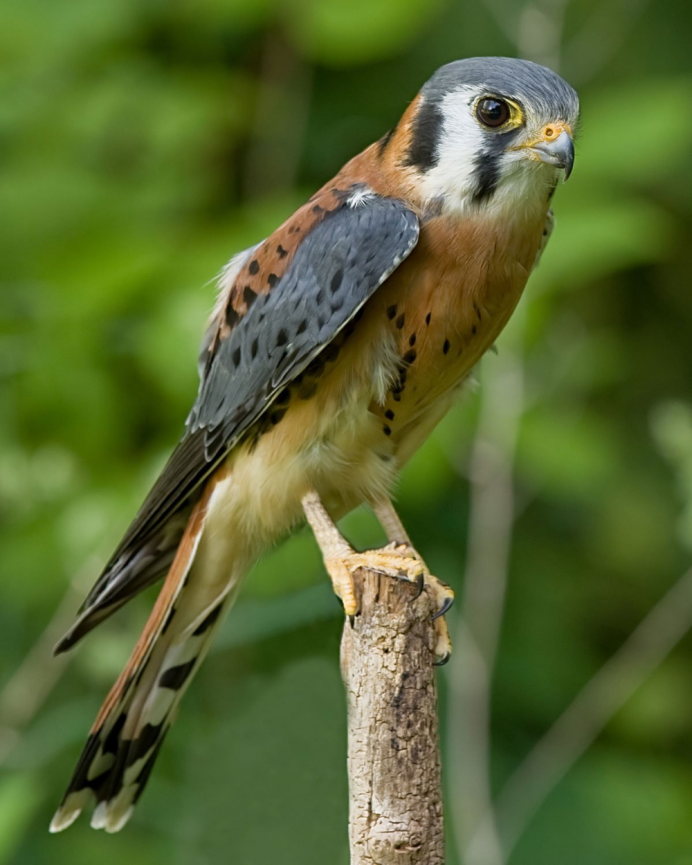 Hawk Falcon