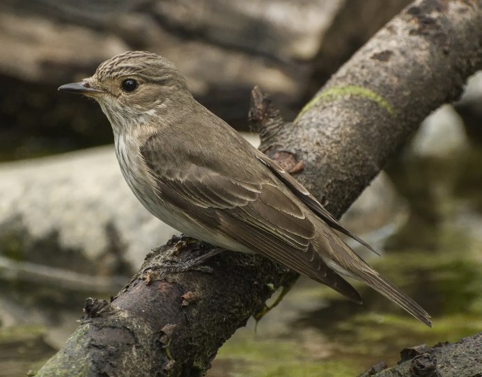 Горластая птица