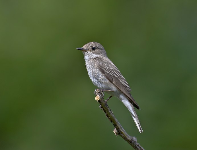 Темно серые птицы