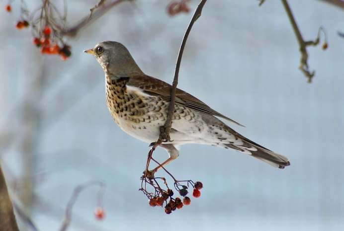 Серая мухоловка