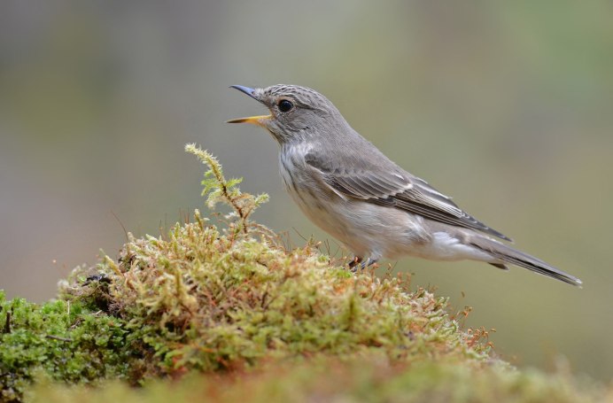Blue-Gray Gnatcatcher