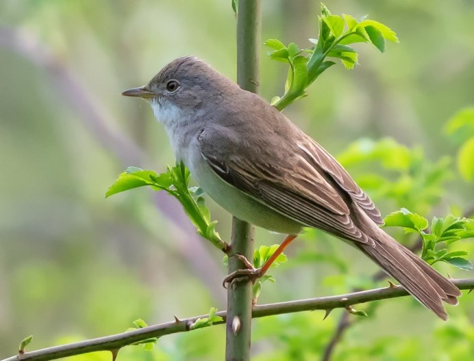 Серенькая птичка
