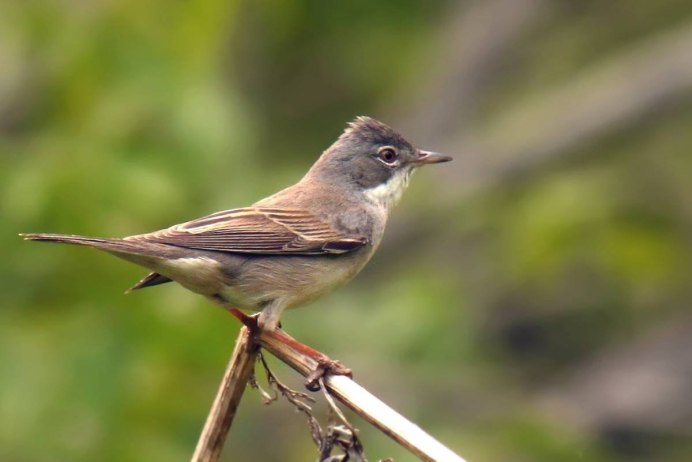 Серый Дрозд