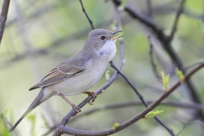 Мухоловка птица