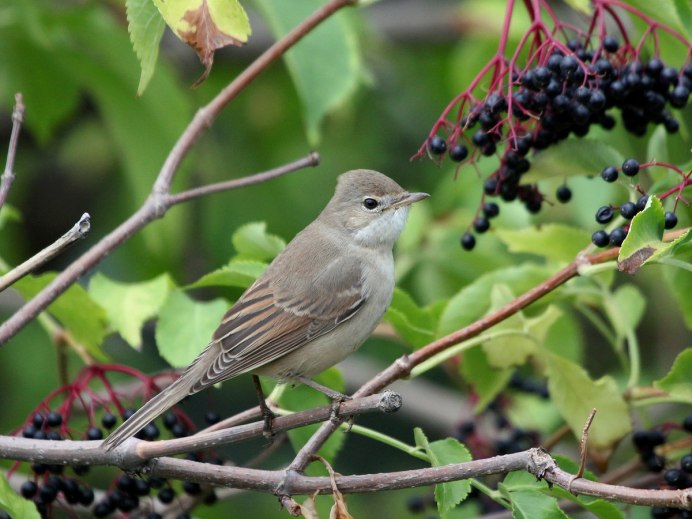 Обыкновенная горихвостка
