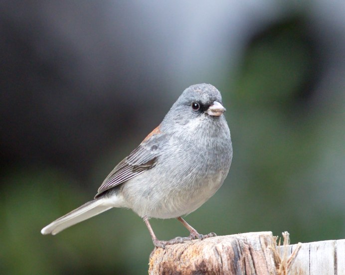 Серая птичка с хохолком