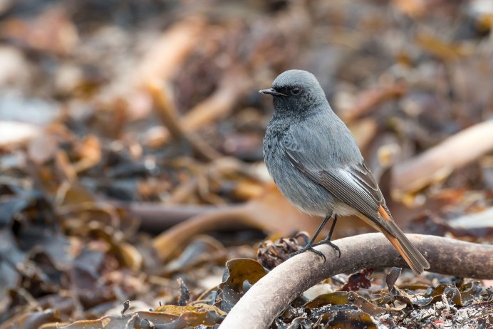 Серая Славка (Sylvia communis) Вики