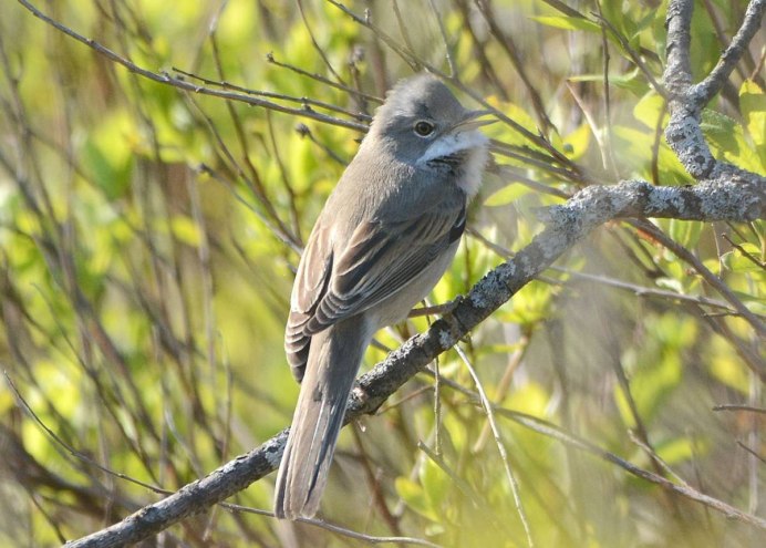 Gray Catbird птица