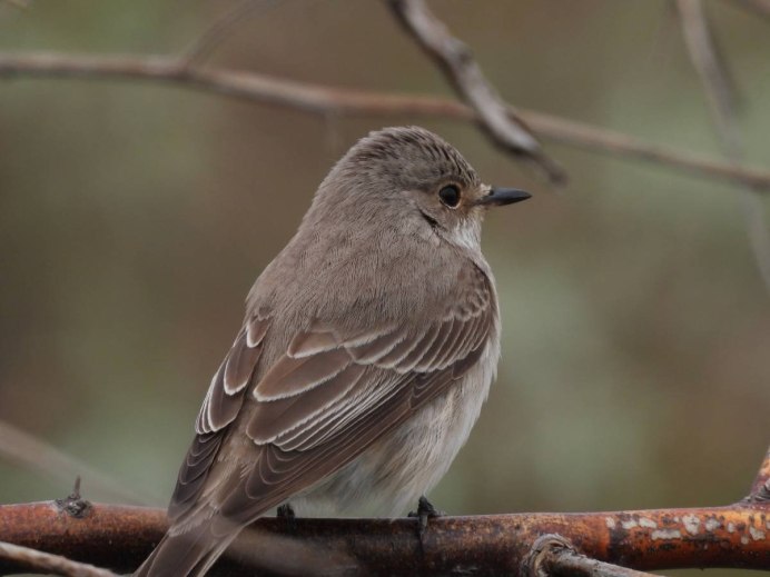 Серая мухоловка