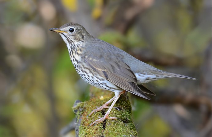Темноглазый Юнко
